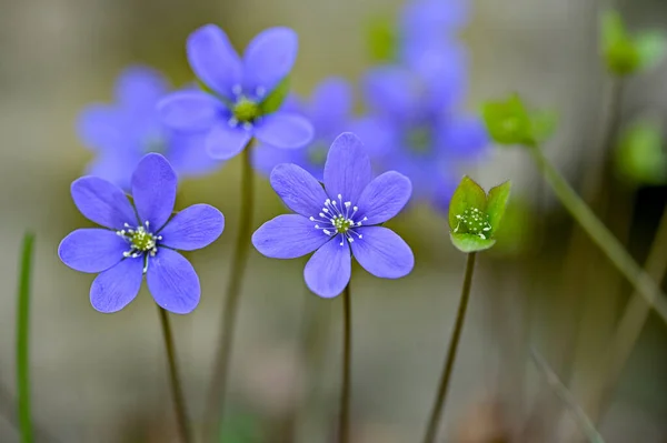 stock image blue anemone hepatica close up Hallabrottet Kumla Sweden april 22 2023