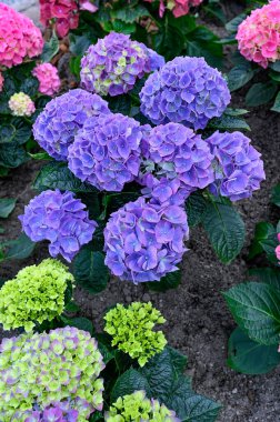 Mor ve pembe ortancalı çiçek tarhı. İsveç 28 Nisan 2023