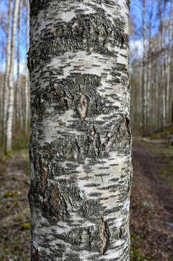 Huş ağacı ormanındaki huş ağacının kabuğunu kapatın Hallabrottet Kumla İsveç 27 Nisan 2023