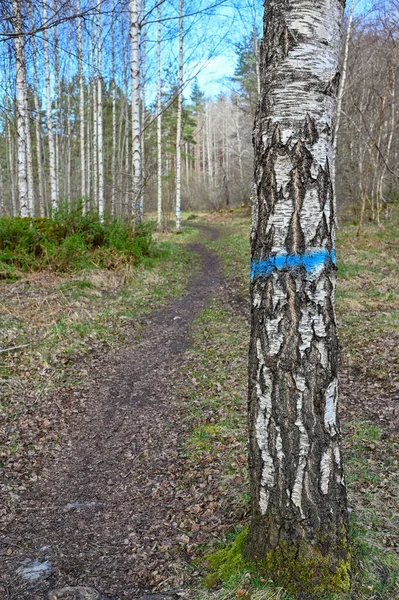 Nyomvonal Kék Jelöléssel Nyírfán Erdőben Hallabrottet Kumla Svédország Április 2023 — Stock Fotó