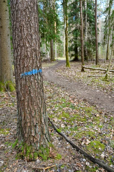 Waldweg Mit Blauer Markierung Baumstamm Hallabrottet Kumla Schweden April 2023 — Stockfoto