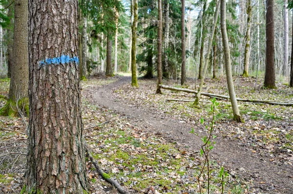 Erdő Nyomvonal Kék Jelöléssel Fatörzsön Hallabrottet Kumla Svédország Április 2023 — Stock Fotó