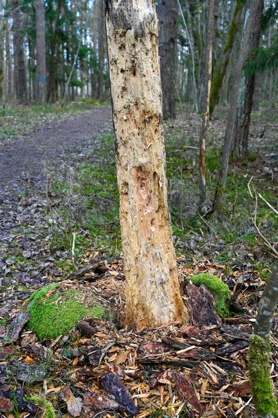 昆虫や鳥の後に穴がたくさんある古い枯れ木クムラスウェーデン4月27 2023 — ストック写真