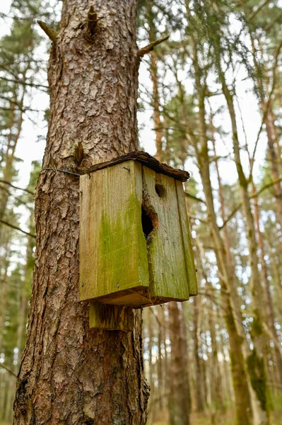 古鸟屋悬挂在高大的树上 瑞典库姆拉 2023年4月27日 — 图库照片