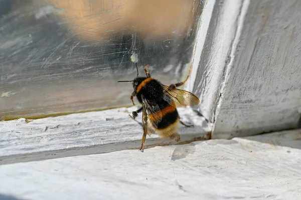 Čmelák Včela Skleněném Okně Snaží Dostat Ven Kumla Švédsko Může — Stock fotografie