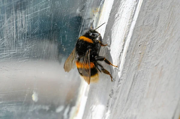Čmelák Včela Skleněném Okně Snaží Dostat Ven Kumla Švédsko Může — Stock fotografie