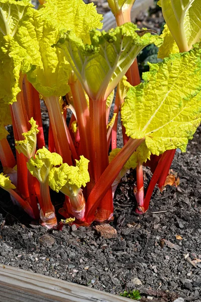 Zorla Yetiştirilen Rhubarb Rengi Elde Etmek Için Büyük Bir Kovanın — Stok fotoğraf
