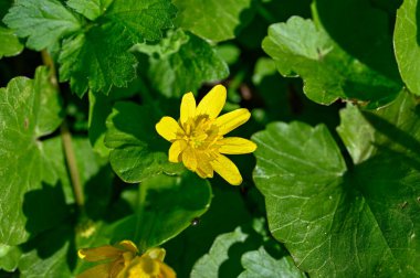 Orebro İsveç yakınlarında daha az Celandine ya da pilewort yetişmesi 9 Mayıs 2023