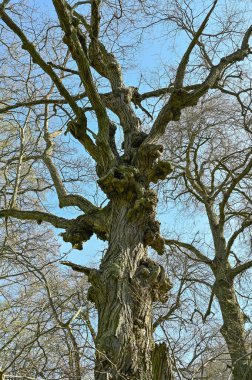 Yaşlı ölü ağaç hala kuşlar ve böcekler için duruyor. Orebro İsveç 9 2023 olabilir.