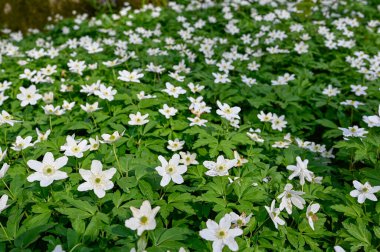 Orman zemininde büyüyen ahşap şakayık Soron Orebro İsveç 9 2023