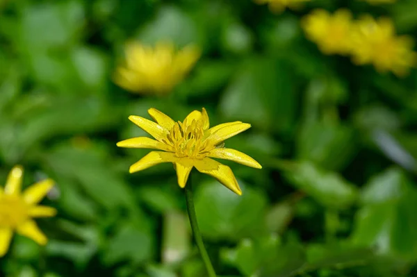 Lesser Celandine Pilewort Growning Orebro Sweden May 2023 — Stock Photo, Image