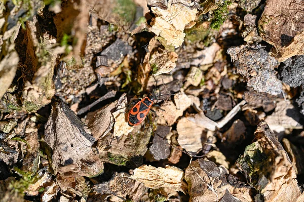 One Littel Firebug Dead Wood May 2023 Soron Orebro Sweden — Stock Photo, Image