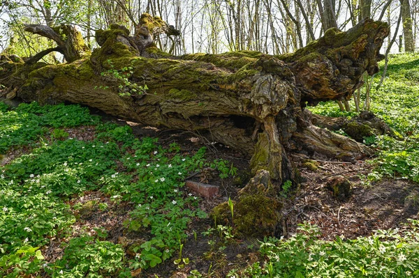 Παλιό Νεκρό Δέντρο Δίνει Πίσω Στη Φύση Orebro Σουηδία Μάιος — Φωτογραφία Αρχείου