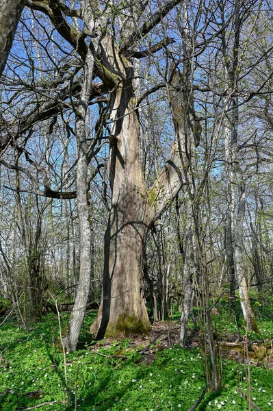 Alter Toter Baum Der Noch Für Vögel Und Insekten Steht — Stockfoto