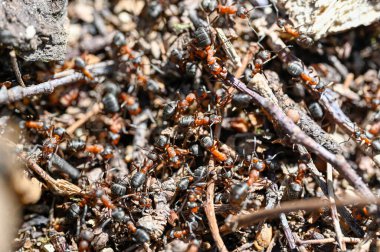 Bir sürü kırmızı odun karıncalı karınca yuvası Orebro İsveç 9: 2023
