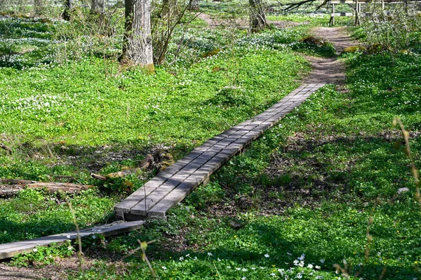 duck board and bridge made of wood Soron Orebro Sweden may 9 2023