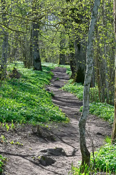 Путь Через Лес Полный Деревянного Анемона Soron Orebro Швеции Мая — стоковое фото