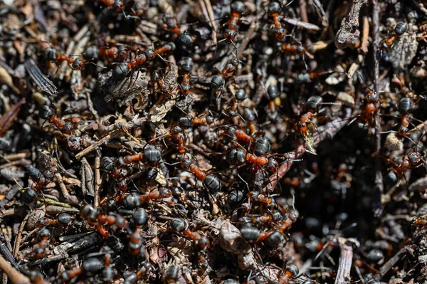 stock image anthill with lots of red wood ants Orebro Sweden may 9 2023