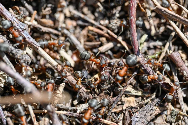 Anthill Lots Red Wood Ants Orebro Sweden May 2023 Royalty Free Stock Photos