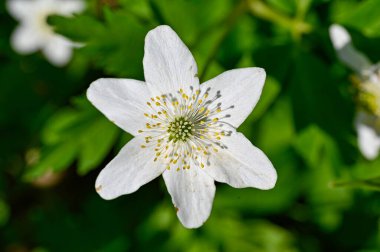 Orman zemininde büyüyen ahşap şakayık Soron Orebro İsveç 9 2023