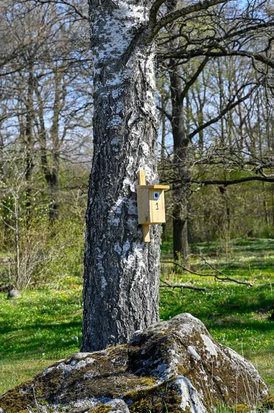 Mayıs Ayında Kuş Yuvalı Huş Ağacı Sveç Mayıs 2023 — Stok fotoğraf