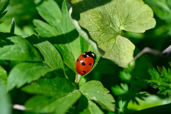 Close Cute Little Ladybird Ladybug Orebro Sweden May 2023 — Stock Photo, Image