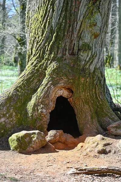 Παλιό Δέντρο Μεγάλη Τρύπα Αυτό Soron Orebro Σουηδία Μπορεί 2023 — Φωτογραφία Αρχείου