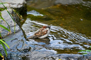 Küçük ev serçesi içiyor ve Orebro nehrinde banyo yapıyor. İsveç 15 Mayıs 2023