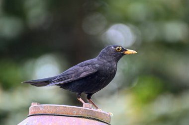 Orebro City Park 'ındaki bir karatavuk İsveç 15 Mayıs 2023