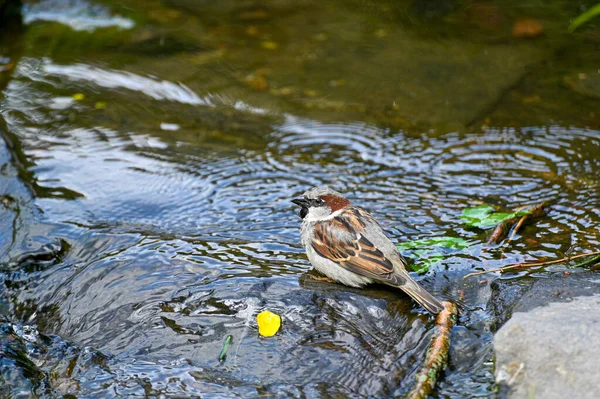 小窝麻雀在瑞典奥雷波溪边喝水和洗澡的时间可能是2023年 — 图库照片
