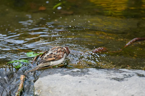 小窝麻雀在瑞典奥雷波溪边喝水和洗澡的时间可能是2023年 — 图库照片