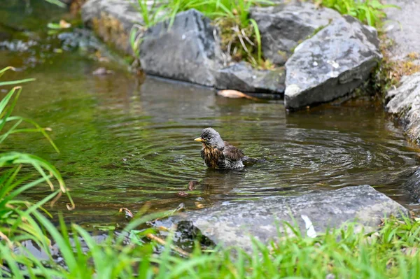 Mały Ptak Kąpiący Się Bieżącej Wodzie Park Miejski Orebro Orebro — Zdjęcie stockowe