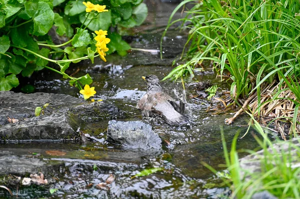 Kleiner Vogel Badet Fließendem Wasser Orebro Stadtpark Orebro Schweden Mai — Stockfoto