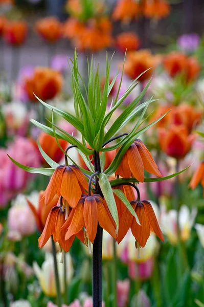 Crown imperial infront of smaller colorful tulips Orebro Sweden may 15 2023