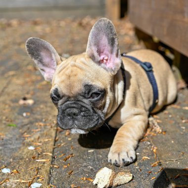 Küçük sevimli Fransız bulldog 'u yürüyüşe çıktı. İsveç 19 Mayıs 2023.