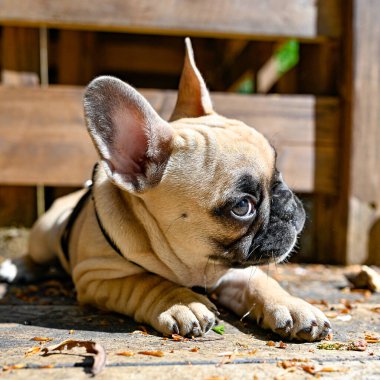 Küçük sevimli Fransız bulldog 'u yürüyüşe çıktı. İsveç 19 Mayıs 2023.