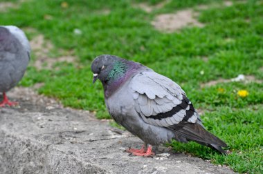 Orebro şehir merkezinde gezinen bir güvercin Orebro İsveç 15 Mayıs 2023