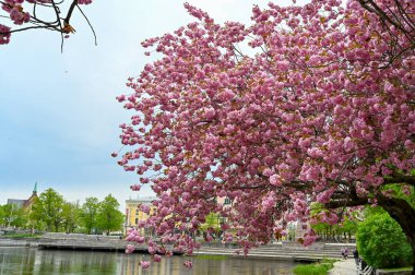 Orebro şehir merkezindeki Japon kiraz ağaçları. Orebro İsveç, Blackriver nehri ile 15 Mayıs 2023.