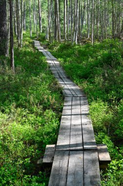 Güzel orman Motala 'da, ıslak alanda ördek sörfü 18 Mayıs 2023