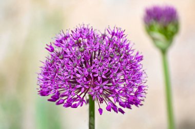 Çiçek tarhında mor alyum. Kumla İsveç 29 Mayıs 2023.