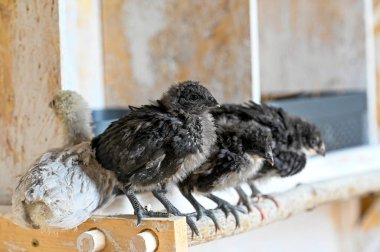 29 Mayıs 2023 'te, Kumla İsveç' te Hedemora adlı genç tavuklar