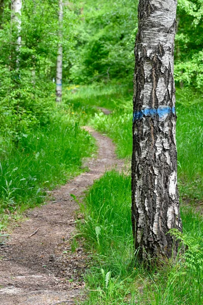 Schmaler Weg Mit Blauer Farbe Markiert Durch Birkenwald Hallabrottet Kumla — Stockfoto