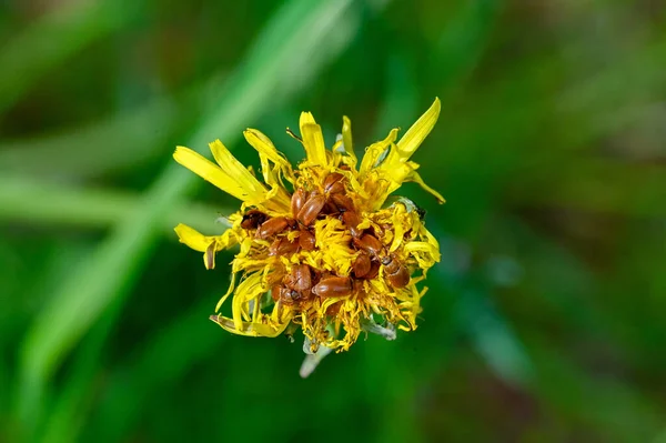 Cluster Small Brown Beetles Yellow Flower Kumla Sweden May 2023 — Stock Photo, Image