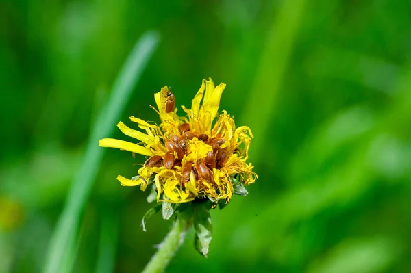 Cluster Small Brown Beetles Yellow Flower Kumla Sweden May 2023 — Stock Photo, Image