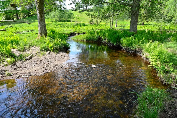 stock image Small narrow stream of water through nature reserve Lekeberga Salven Sweden may 31 2023