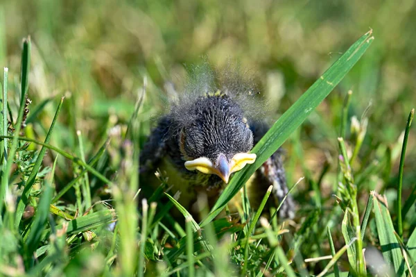 Mały Ptaszek Spadł Drzewa Trawnik Kumla Szwecja Czerwiec 2023 — Zdjęcie stockowe