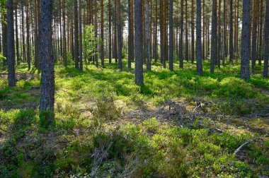 15 Haziran 2023 'te İsveç Hallsberg yaban mersini fırçaları ile çam ormanlarında arka plan ışığı
