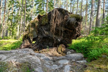 15 Haziran 2023 'te İsveç' te Rock Hallsberg 'de rüzgârlı çam ormanları