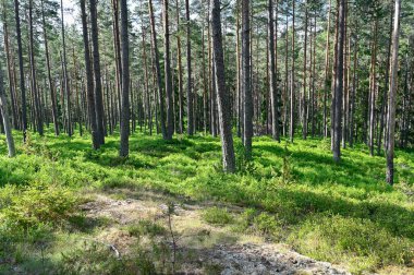 Çam ormanı ve bir sürü yabanmersini çalısı Hallsberg İsveç 15 Haziran 2023