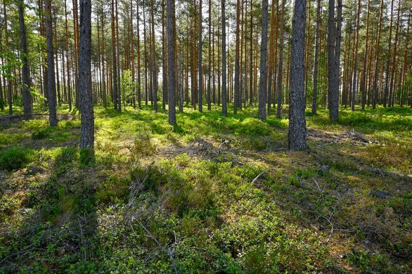 Backlight Através Floresta Pinheiros Com Pincéis Mirtilo Hallsberg Suécia Junho — Fotografia de Stock